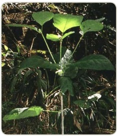 Kratom Plant
